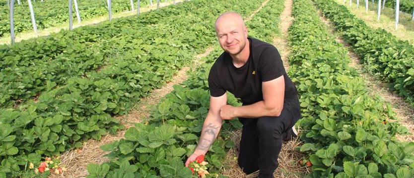 Truskawki z Polski. Trzeba się napracować…