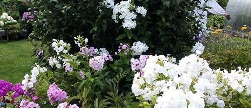 Cały Szczecin w kwiatach. Enklawa pełna kwiatów i warzyw