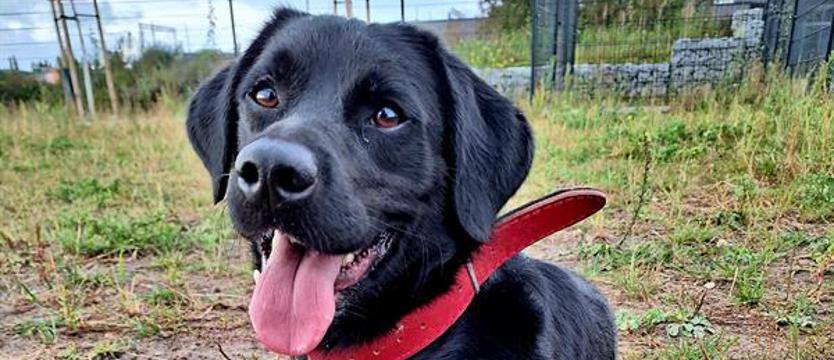 Czarny Edek znów w schronisku