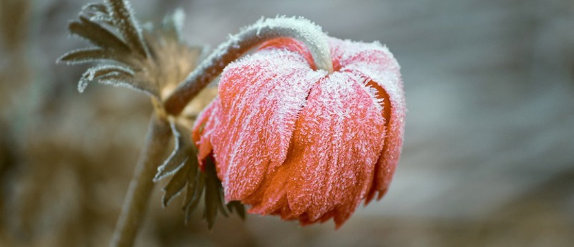 Czeka nas mroźna majowa noc