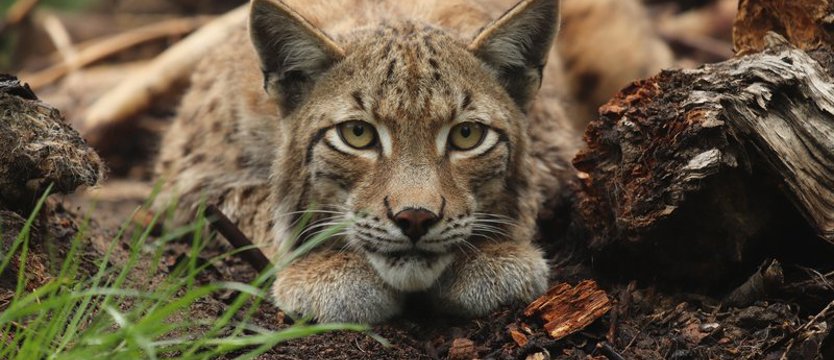 W lasach przybywa rysiów wypuszczanych w Zachodniopomorskiem