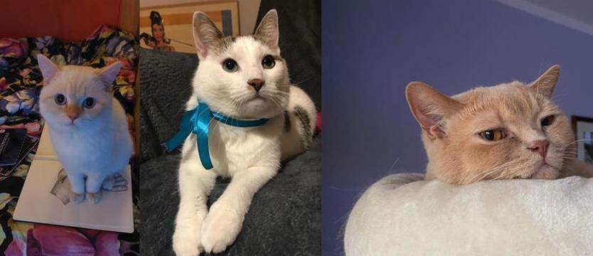 Czytelnicy „Kuriera” wybrali Kota Roku 2023!