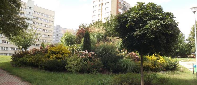 Cały Szczecin w kwiatach. Chcesz mieszkać ładnie? To działaj!