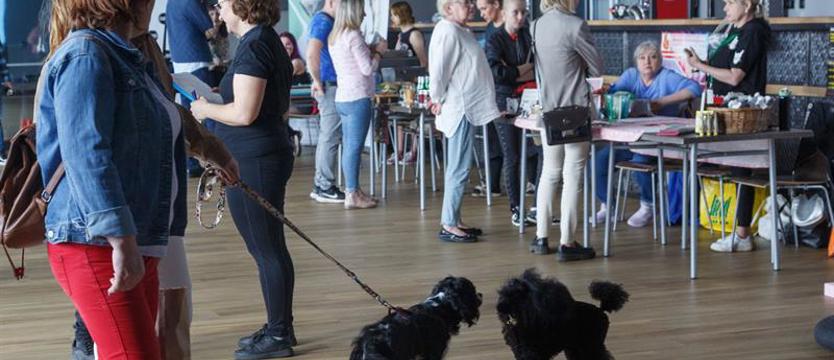 Dzień Zwierząt Bezdomnych. Charytatywnie w Słowianinie