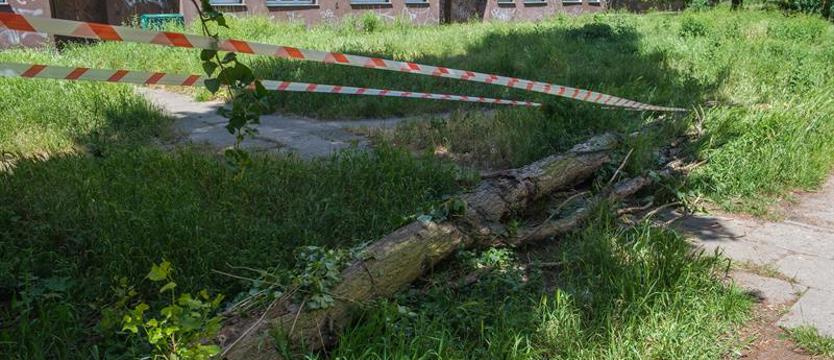 Nieszczęście było blisko. Konar spadł, w pobliżu były dzieci