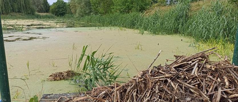 Petycja w obronie jeziorka