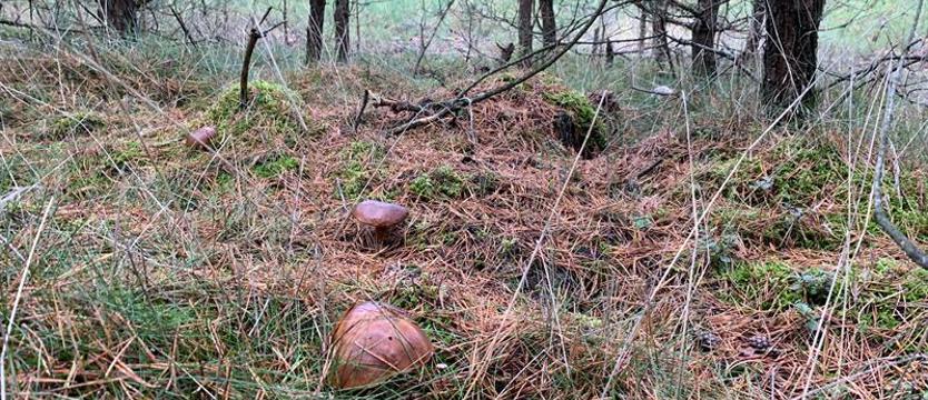 Znajdź olbrzyma! Konkurs dla grzybiarzy