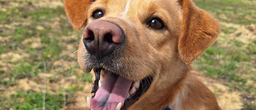 Obiecujący mały Scoobie