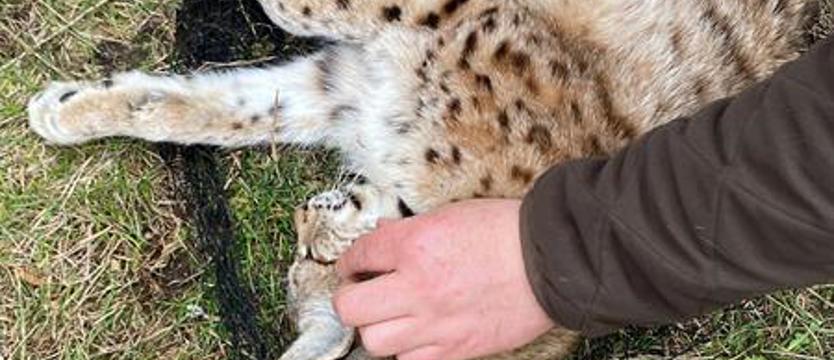 Na ratunek pospieszyli zachodniopomorscy przyrodnicy. Rodzinie rysi groziła śmierć