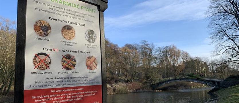 Menu na ptasi stół. Czym dokarmiać skrzydlatych towarzyszy?