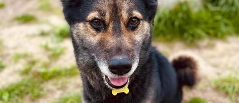 Weź mnie KURIEREM do domu. Nazwali go Simba