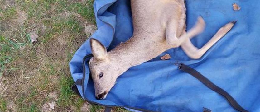 Dzieci pomogły uratować sarnę w parku na Bezrzeczu