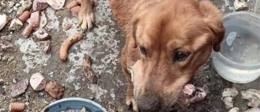 Na ratunek. „Pomagamy zwierzakom”- puszka i ogród przy TOZie