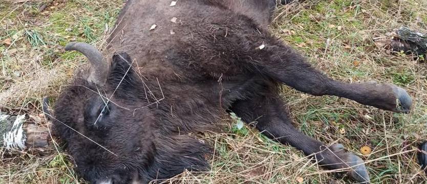 Skandal na polowaniu. Zastrzelił karmiącą żubrzycę!