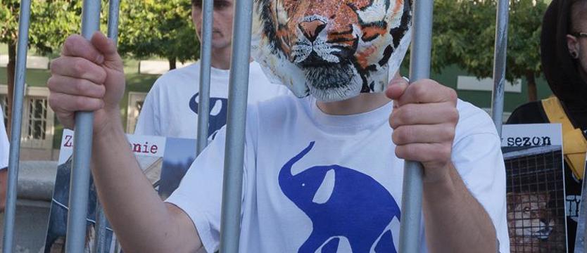 Przepraszam, czy tu biją… zwierzęta?