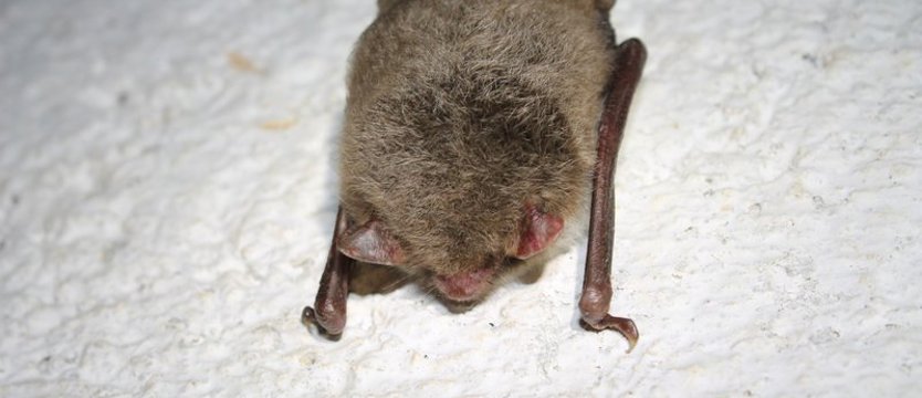 Spis nietoperzy w Puszczy Bukowej