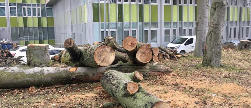 Nowe standardy dla miejskiej zieleni