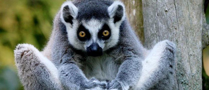 Konkurs „Kuriera” i zoo w Ueckermünde. Wybierz imię dla lemura!