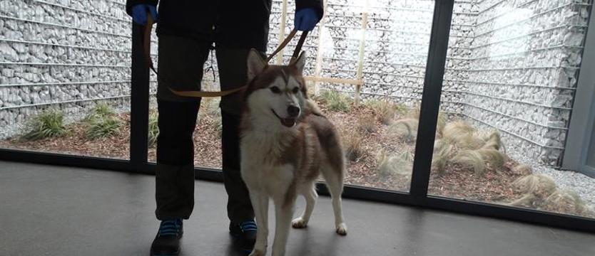 Weź mnie KURIEREM do domu. Potrzebny świadomy opiekun