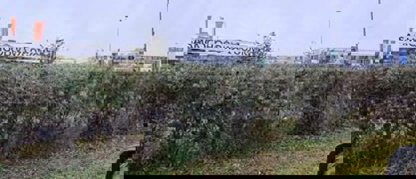 NAPISZ DO NAS. Żywopłot ogołocili z owoców