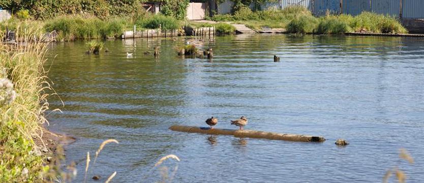 W kurortach bacznie obserwują Odrę