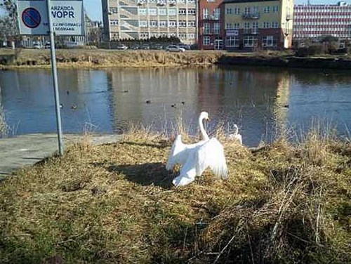 Łabędź zatrzymany przez straż miejską w Szczecinie