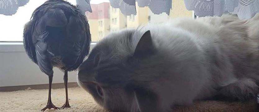 Uskrzydlona przyjaźń w azylu dla ptaków