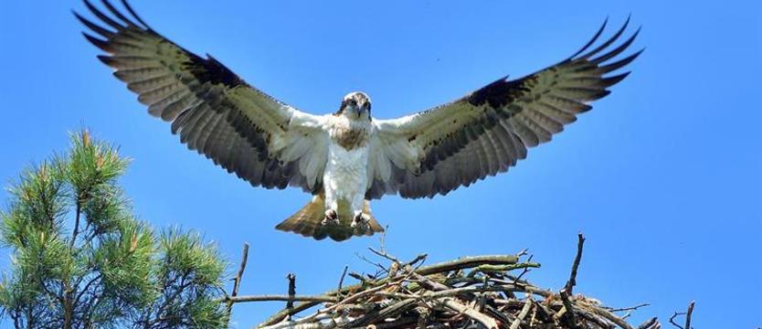 Kolejne platformy dla rybołowów