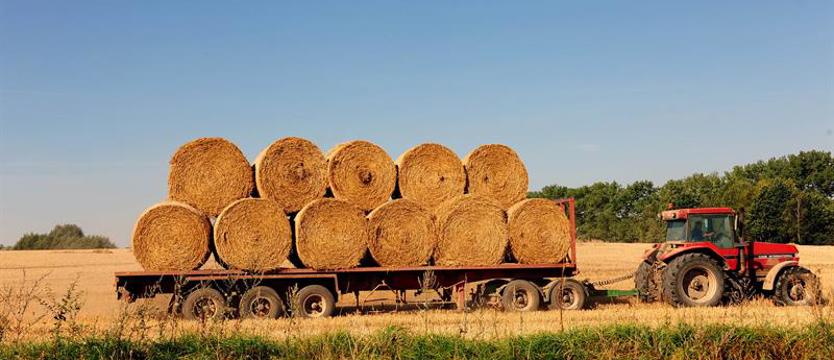 Czas zbierania plonów z pól. Żniwa dawniej i dziś