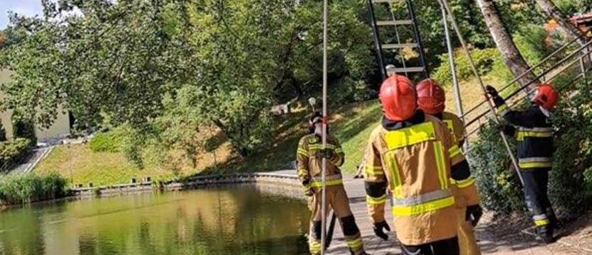 Gołąb nie mógł się oderwać od gałęzi. Strażacy odkryli przyczynę