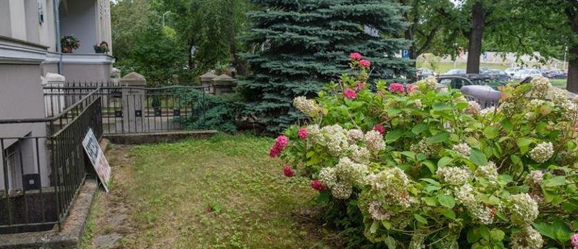 Śmierć w procedurze. Hortensje i cuchnący kotek