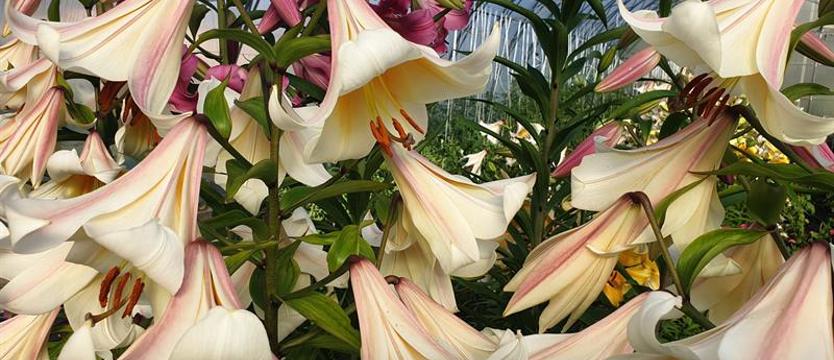 Sukces szczecińskich naukowców. Zakwitły gigantyczne lilie