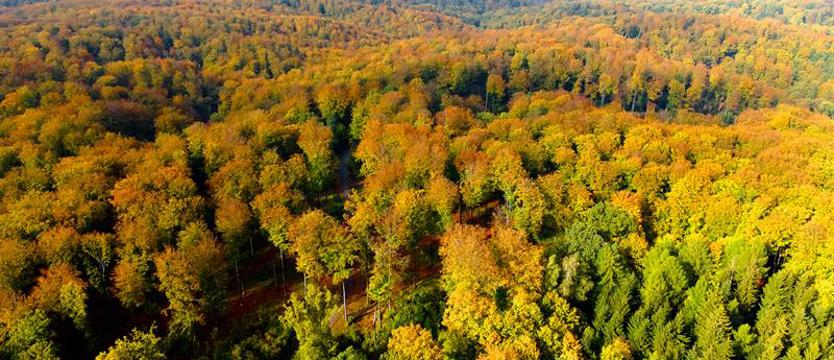 Z dreszczykiem po Puszczy Bukowej. Jeśli nie czujesz trwogi i masz mężne serce