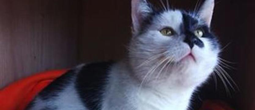 Weź mnie KURIEREM do domu. Pan Misio i armia