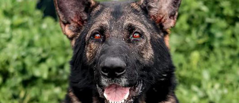 Weź mnie KURIEREM do domu. Słyszeliście o Morganie?