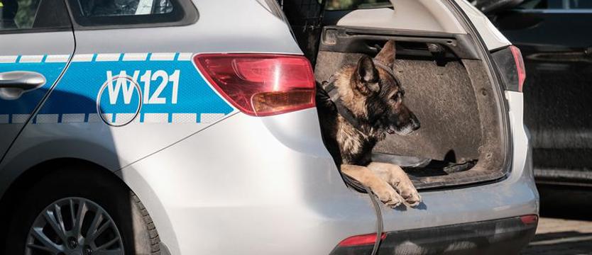 Pies Karzeł skutecznie zniechęcił do ucieczki