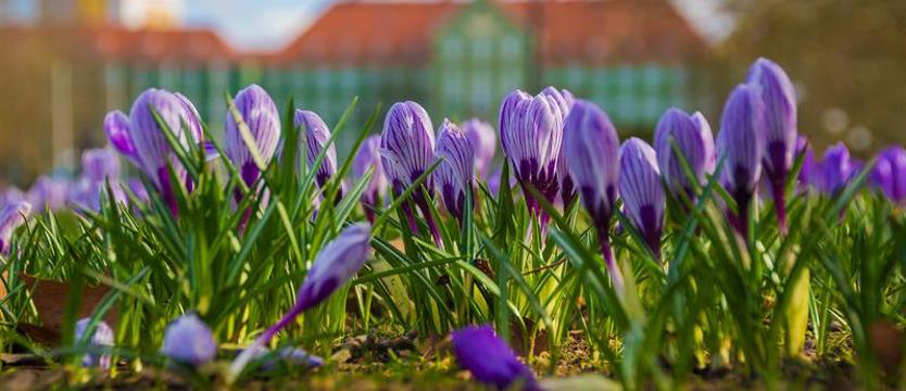 Konkurs „Krokusy za krokusy” startuje już dziś. Zrób zdjęcie i wygraj weekend w SPA!