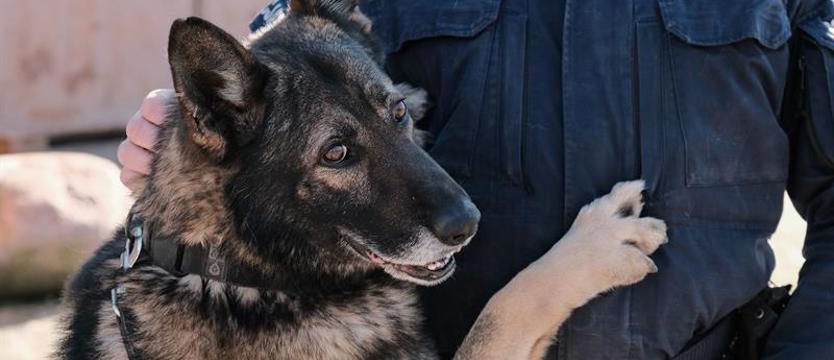 Karzeł - wielki pies. Pomógł odnaleźć zaginioną kobietę