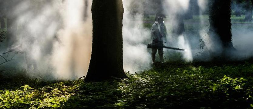 Komary w natarciu. Magistrat dopiero zwiera szyki