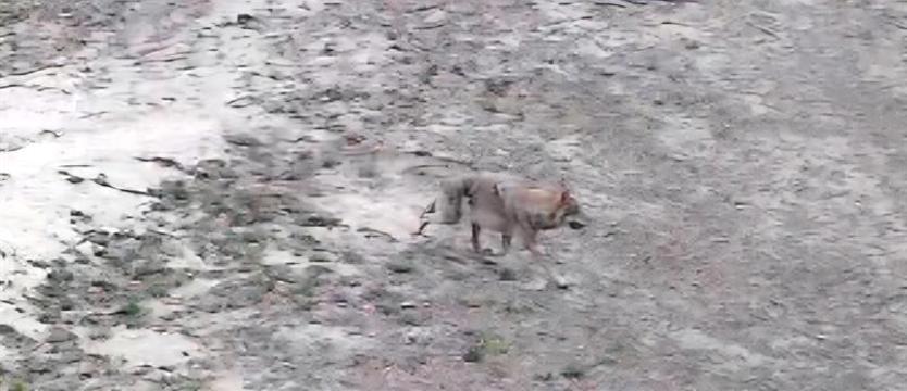 Spotkanie z wilkiem przy wieży Gocławskiej w Szczecinie