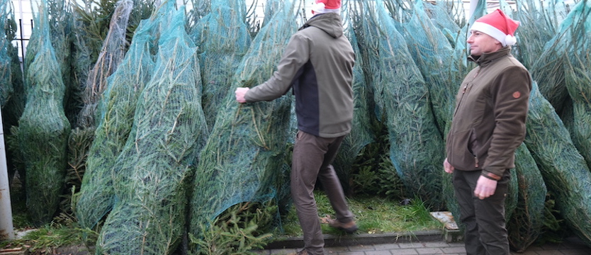 Ceny choinek już poszły w górę. Ile wydamy na bożonarodzeniowe drzewko w Szczecinie?