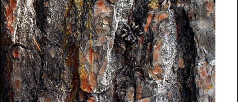 Klub XIII Muz w Szczecinie zaprasza w niedzielę na "Baśnie norweskie"