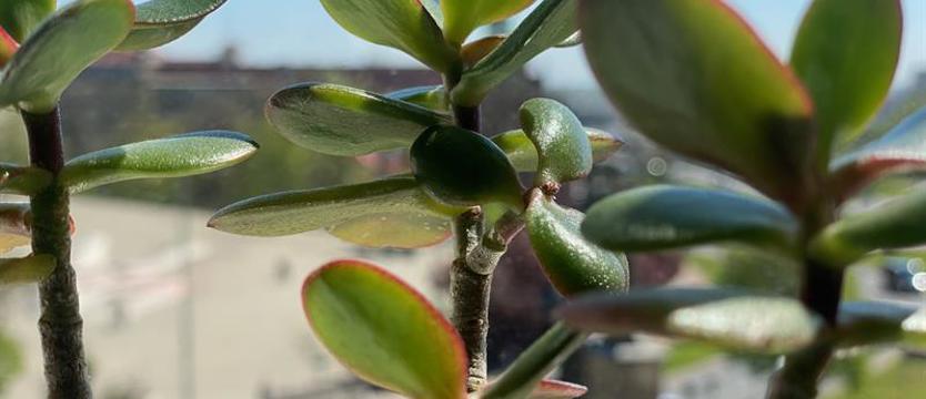 Wymiana roślin w Książnicy