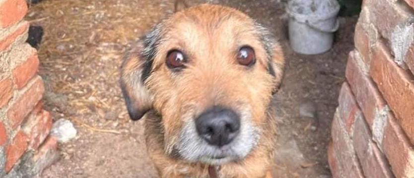 Potrzebna nie tylko karma. Schronisko w Choszcznie potrzebuje wsparcia