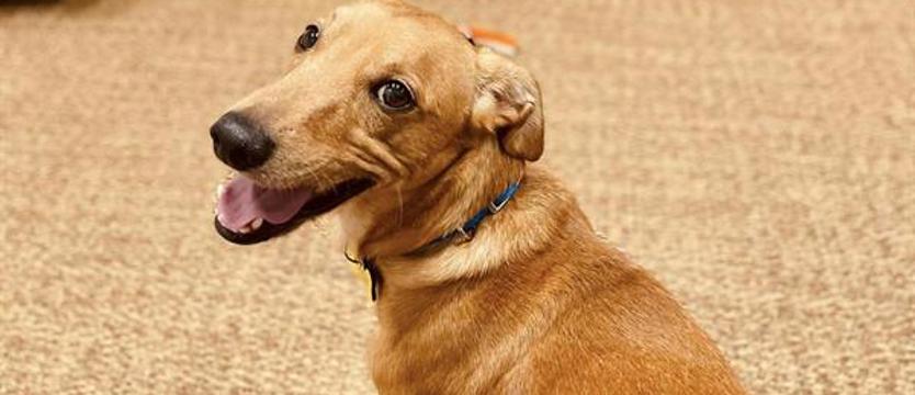 Diana w „pokoju zwierzeń”. W schronisku – namiastka domu