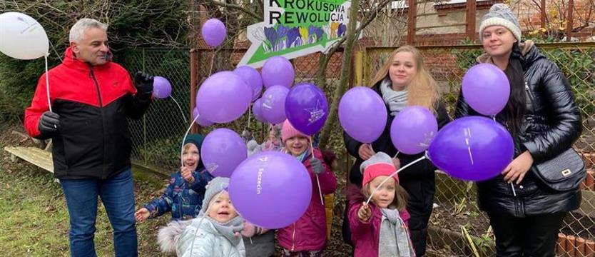 Biedronki sadzą krokusy