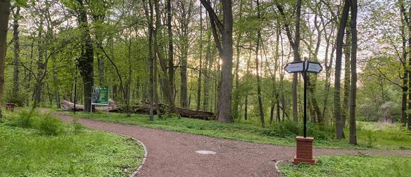 Piły na zdrowie? Miejski park... lasów gospodarczych