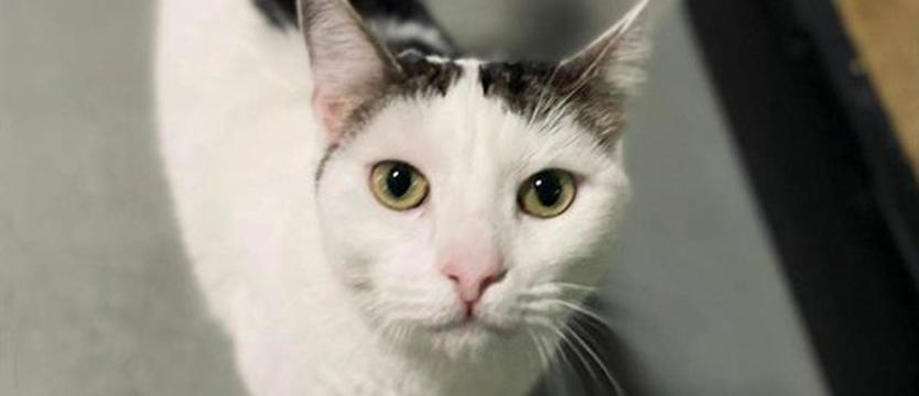 Weź mnie KURIEREM do domu. Ajza (łajza) z Wyzwolenia