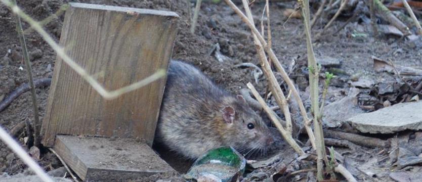 Straż miejska przypomina o deratyzacji. Za niedopełnienie obowiązku - kara