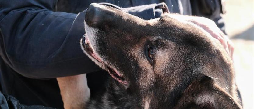 Psi nos na hotelowego złodzieja